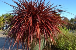 RedFlax